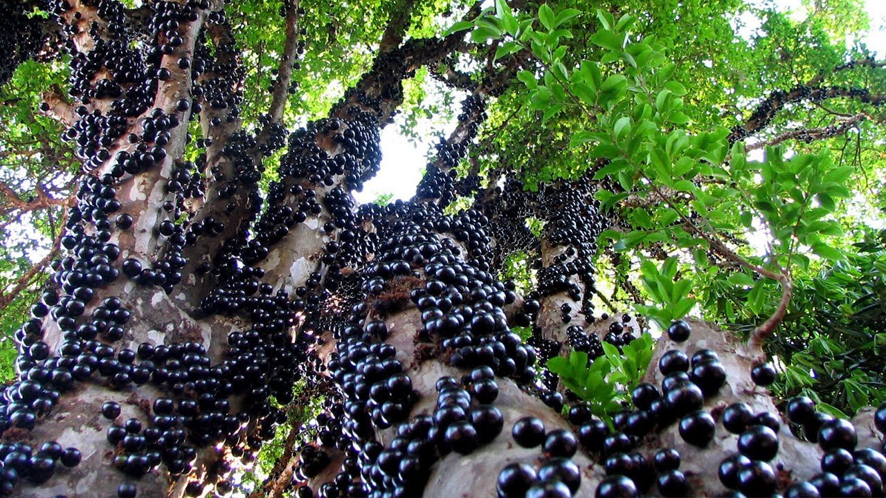 Jabuticaba Tree Grape Seeds