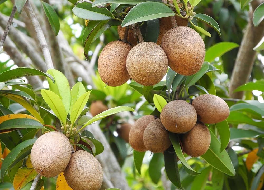 Fruit Various Species Organic Seeds for Planting – Ideal for Edible Gardening and Sustainable Harvests