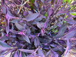 Tradescantia Pallida Plant Seeds for Planting - NON GMO Seeds Dhara Seeds