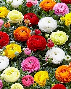 Ranunculus Flower for planting