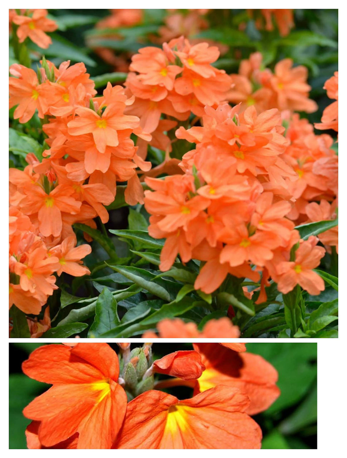Fire Cracker Snap Dragon Plant Seeds
