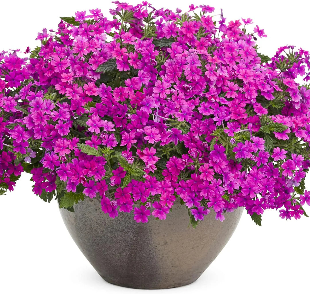 Organic Heirloom Pink Verbena Flower Seeds – Non-GMO Garden Seeds for Planting