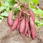 Sweet Potato Ipomoea batatas for planting in vegetable patch and home garden