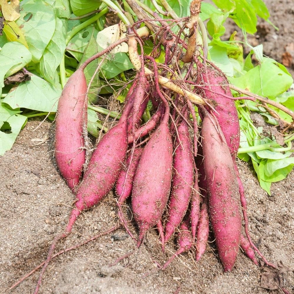 Yellow Sweet Potato Seeds Ipomoea batatas for Planting in Home Garden