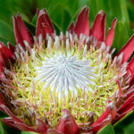 Protea Cynaroides Seeds for planting in flower bed