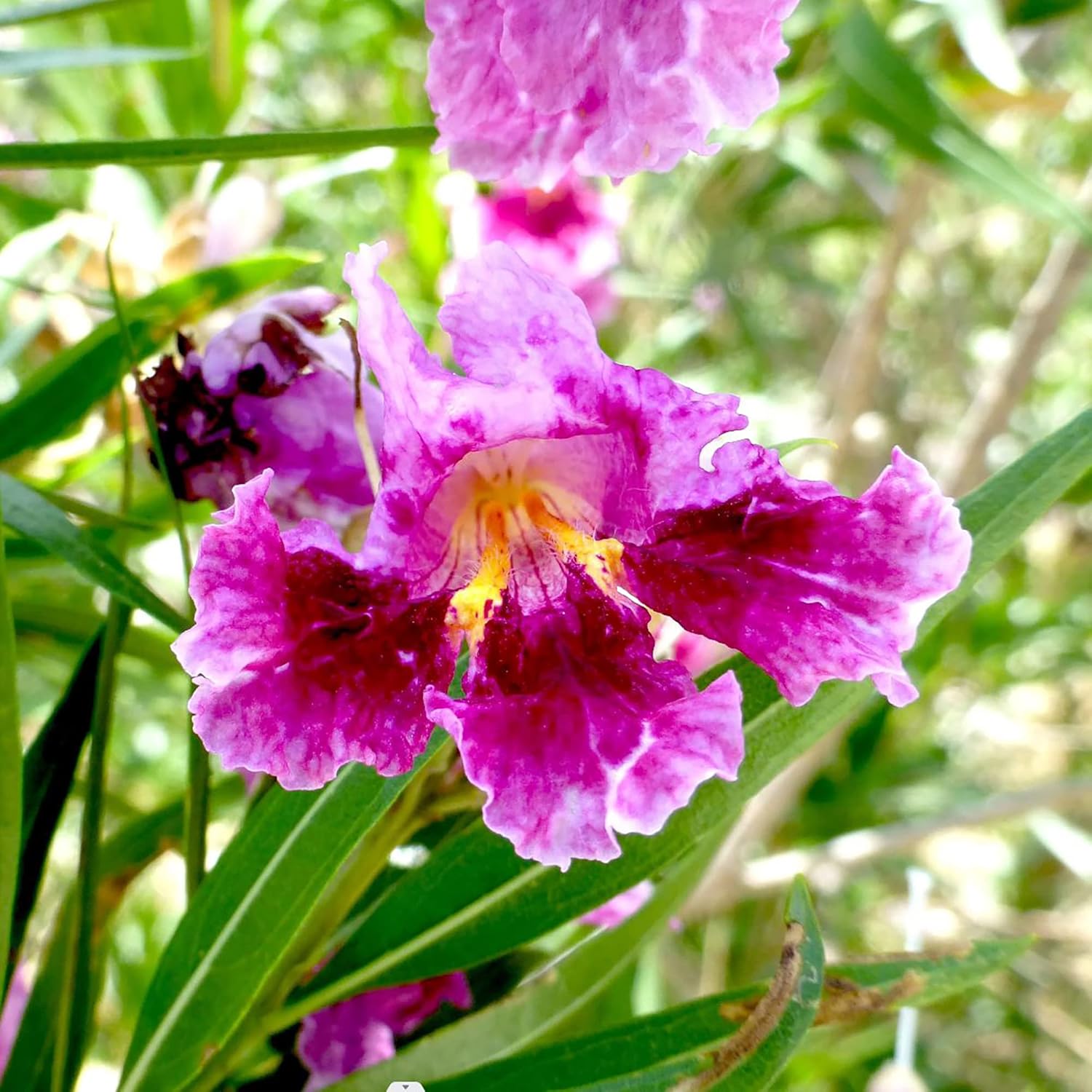 Desert Willow Seeds