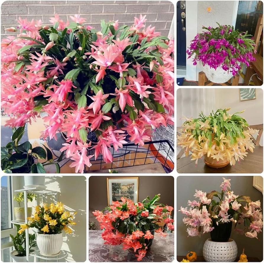 Christmas Cactus Schlumbergera Truncata Flower Seeds for Planting in Indoor Pots and Hanging Containers