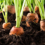 smooth cylindrical bright orange carrots with blunt tips

