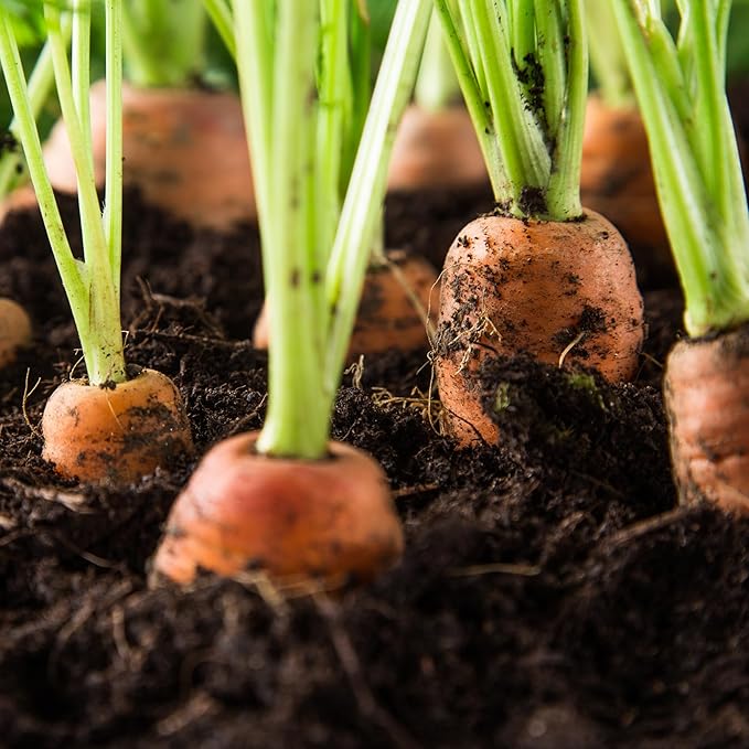 smooth cylindrical bright orange carrots with blunt tips

