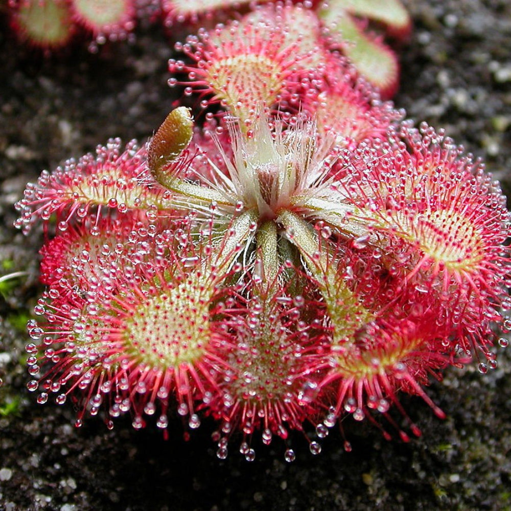 Silver Hair Sundew Seeds for Planting – Drosera Variety for Home Garden