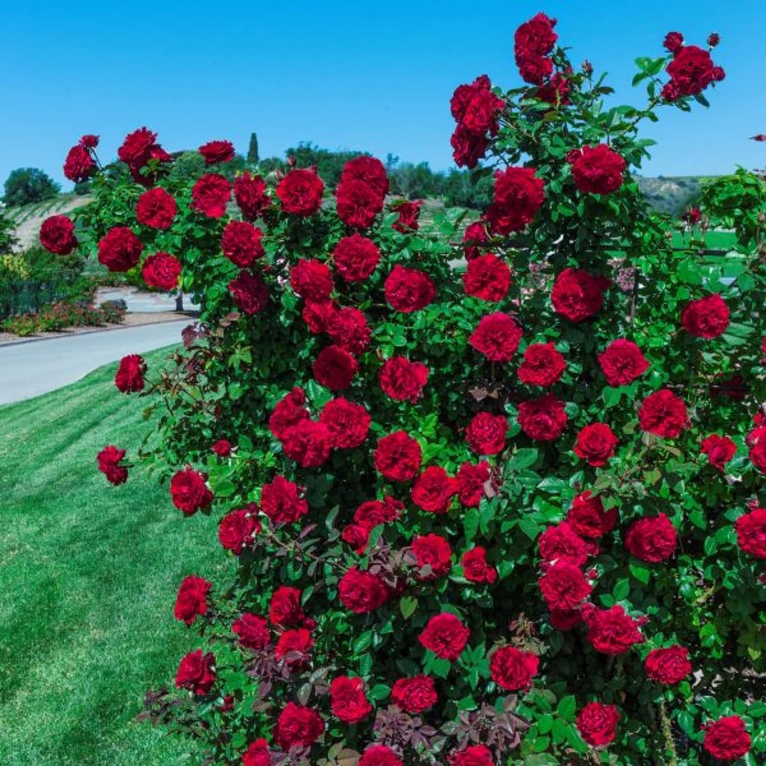 Rose Rosa Hybrida Rare Red Bonsai Flower Seeds for Planting – Ideal for Balcony Displays and Small Home Garden Spaces