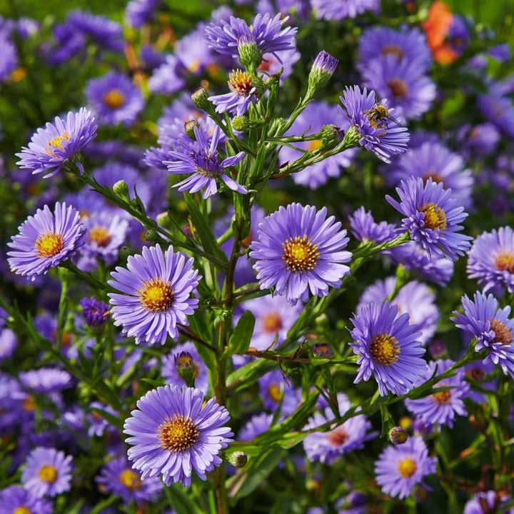 Aster Novi-Belgii Flower Seeds for Planting – Hardy Perennial Garden Blooms
