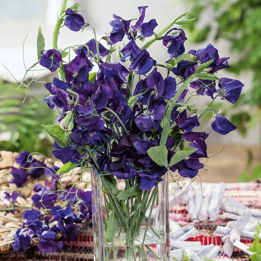 Sweet Pea Lathyrus Odoratus Navy Blue Mammoth Flower Seeds for Planting – Perfect for Fragrant Trellises and Fences