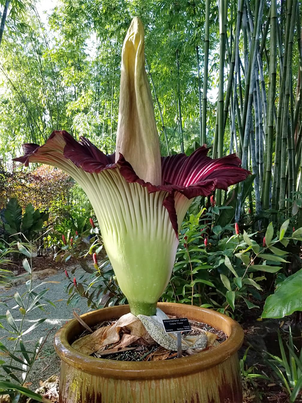 Corpse Flower Amorphophallus titanum Seeds for Planting in Tropical Garden and Botanical Garden