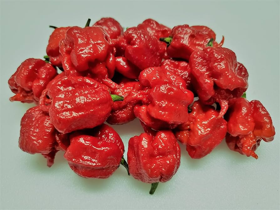Pepper Capsicum chinense Trinidad 7 Pot Red vegetable seeds for planting in home garden or greenhouse pots