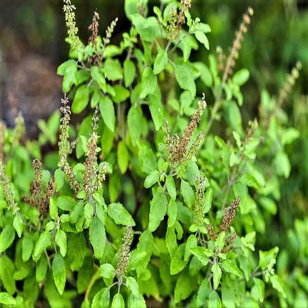 Thai Holy Basil Seeds - Seeds per Pack - Organic Ocimum Sanctum L. for Herb Gardens