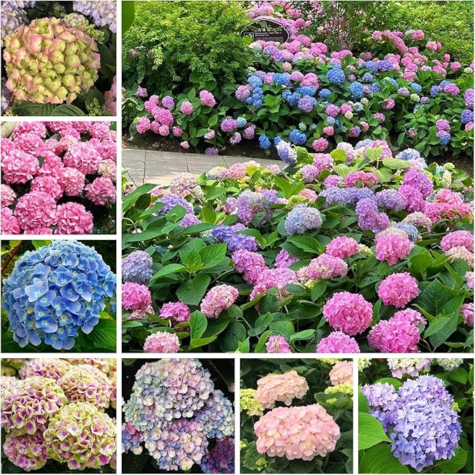 Mixed Hydrangea Flower Seeds – Hydrangea spp for Flower Bed – Dharaseeds