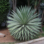 Agave angustifolia – Caribbean agave succulent for planting in dry landscapes