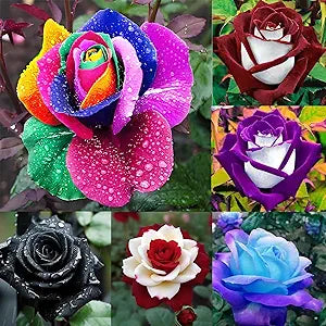 Rose Rosa hybrida colorful flower seeds for planting in backyard vertical garden or decorative beds