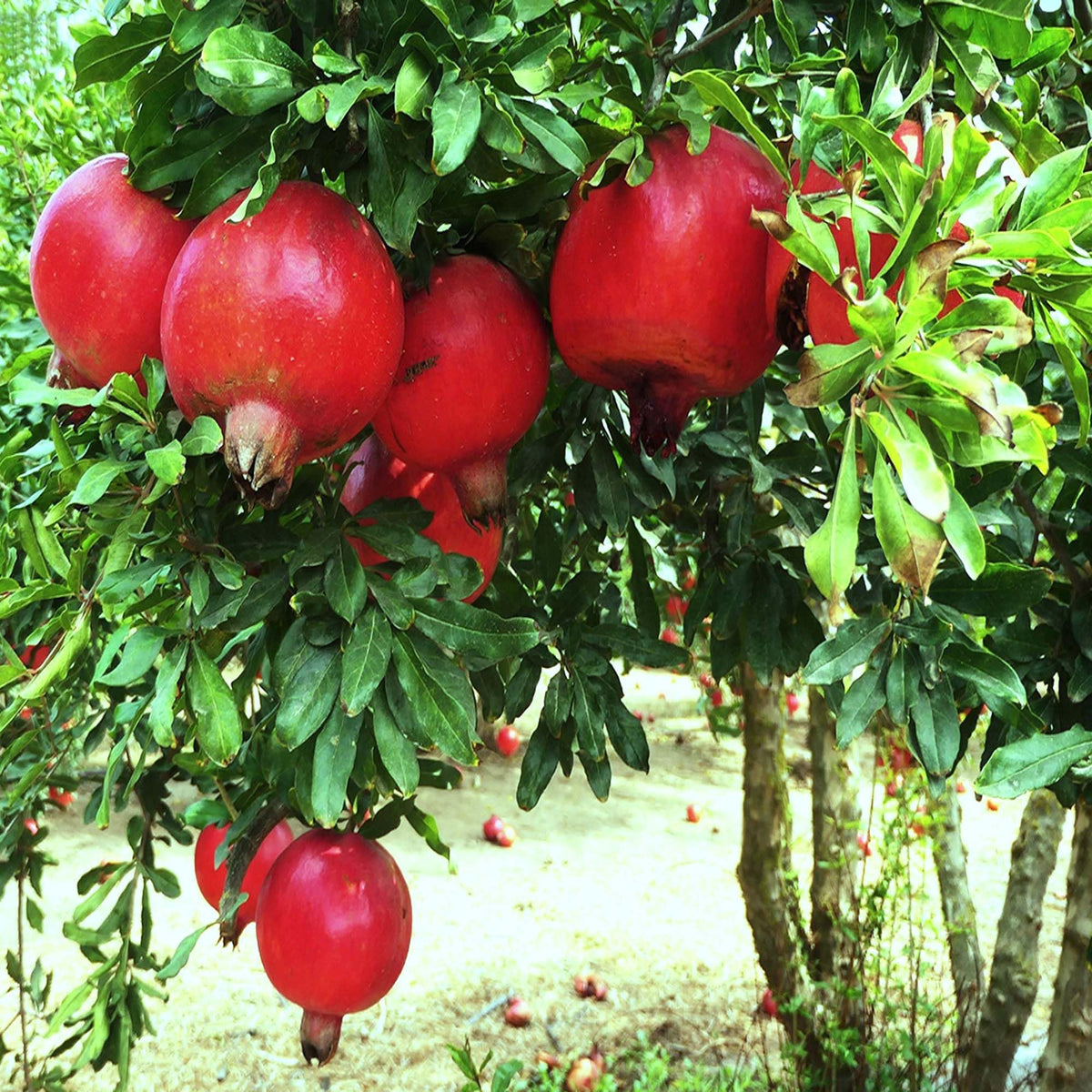 Granada Pomegranate – Punica granatum – for planting in home garden