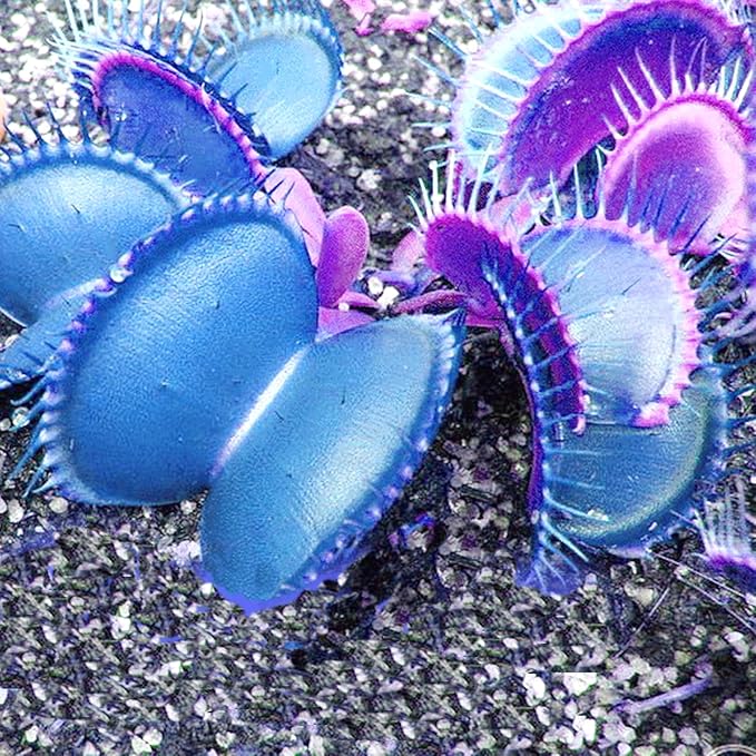 Dionaea Muscipula Giant Clip Venus Flytrap Seeds ( )