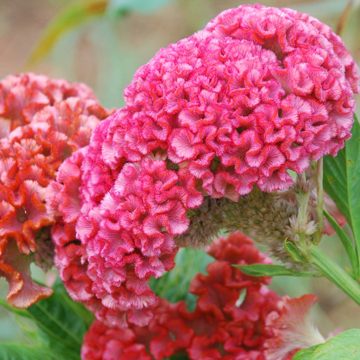 Kurume Rose Cockscomb Celosia Flower Seeds for Summer Gardens