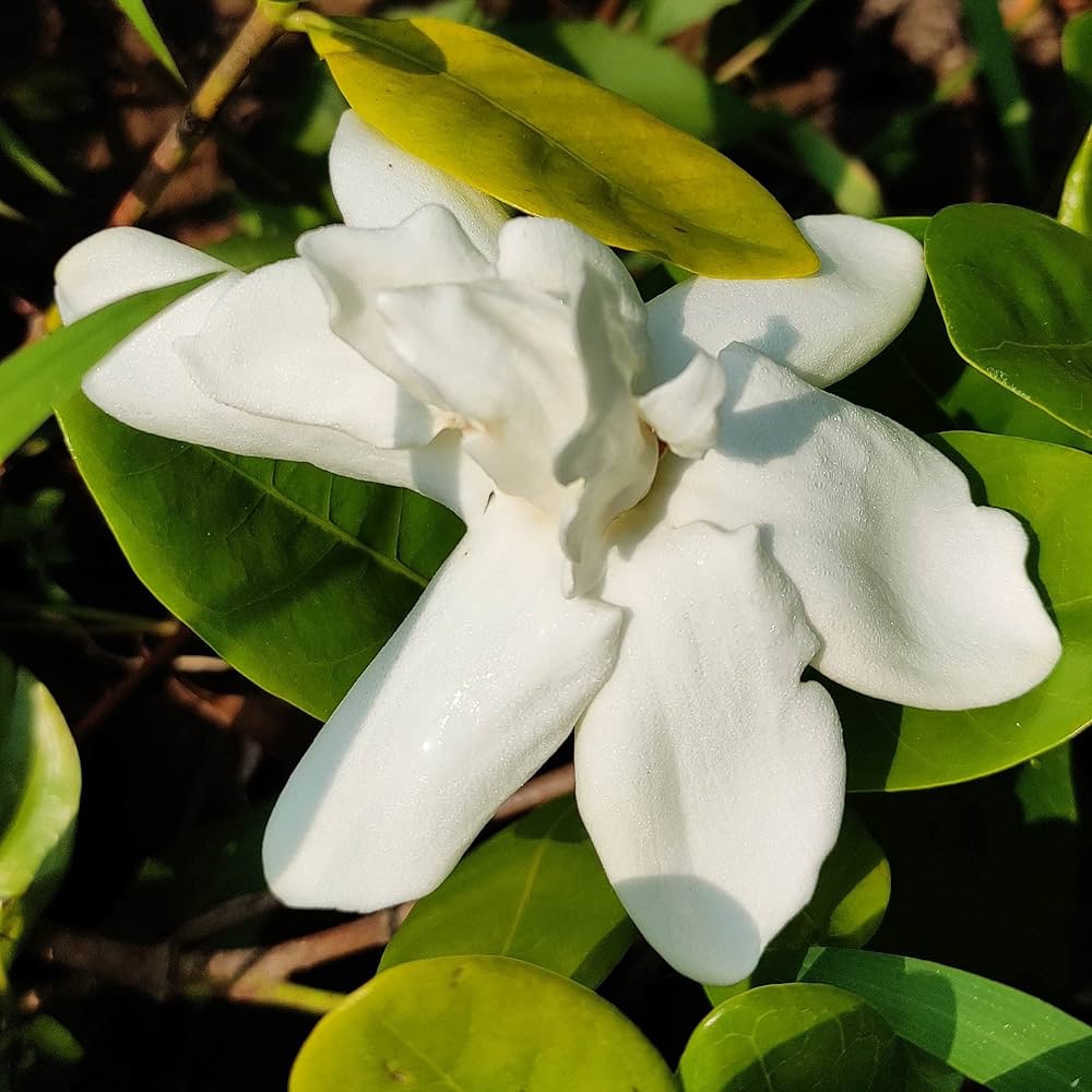 Rare Jasmine Gardenia Flower Seeds – Seeds for Scented Hardy Plants