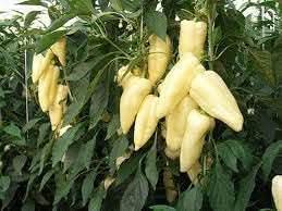 Hungarian Pepper Capsicum annuum seeds for garden planting