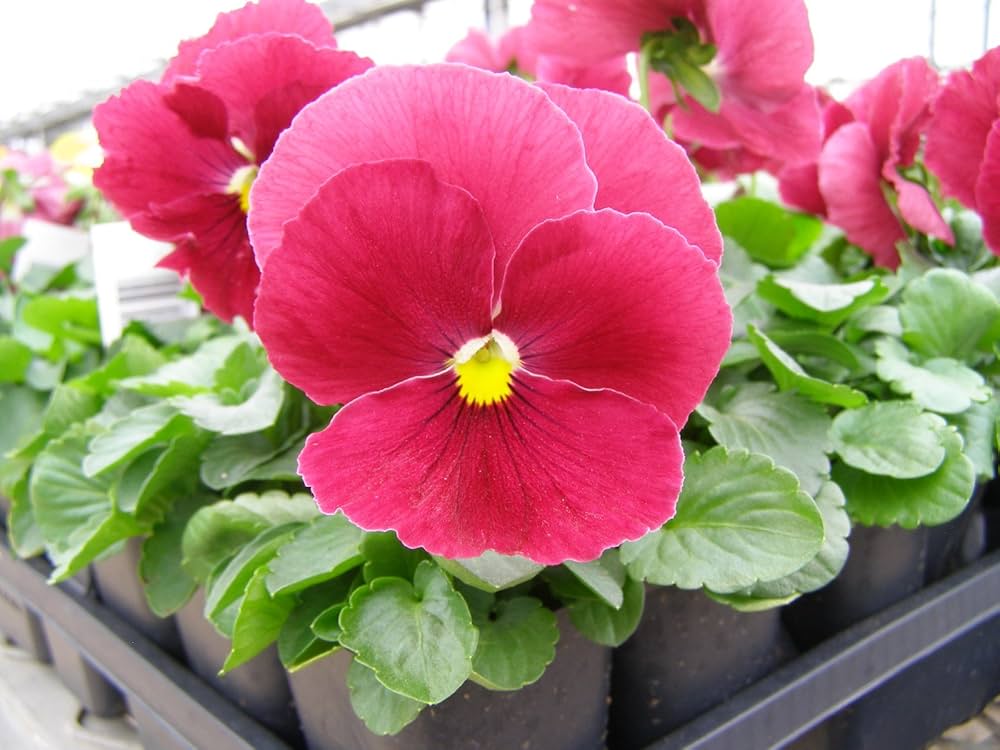Scarlet Pansy Flower Seeds Pieces for Planting