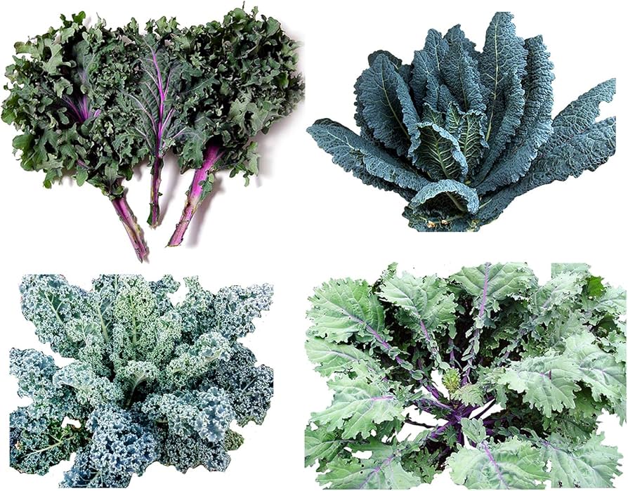 Kale (Brassica oleracea) seed pack for garden planting