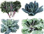 Kale (Brassica oleracea) seed pack for garden planting