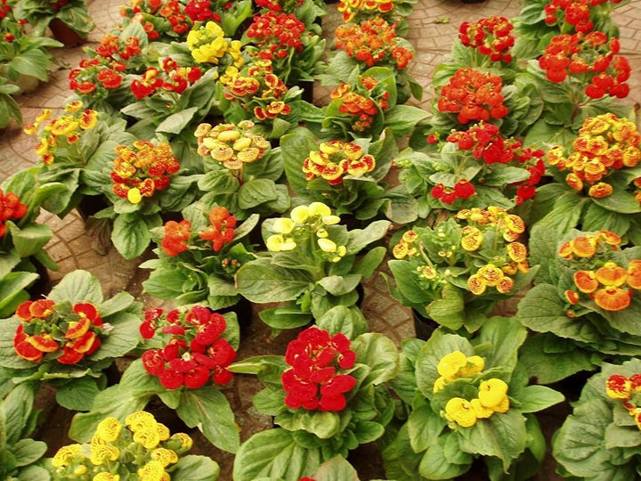 Mixed Calceolaria Flower Seeds for Planting - 100