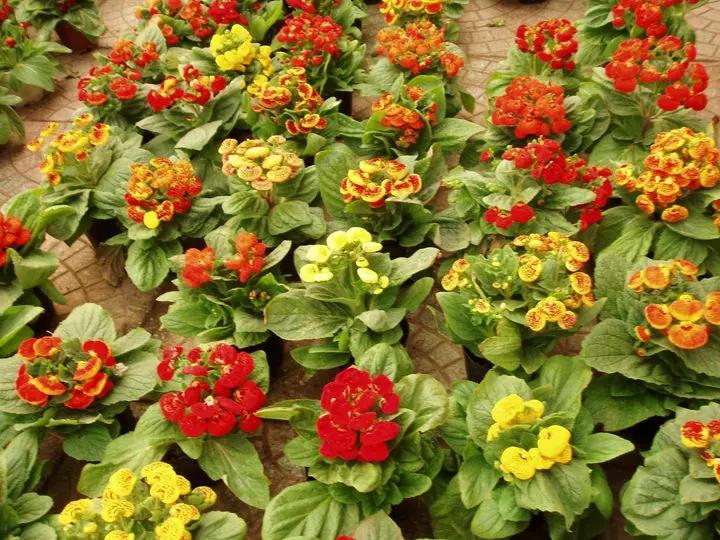 Calceolaria Zapatilla Flower Seeds for Planting, NON GMO Seeds Dhara Seeds