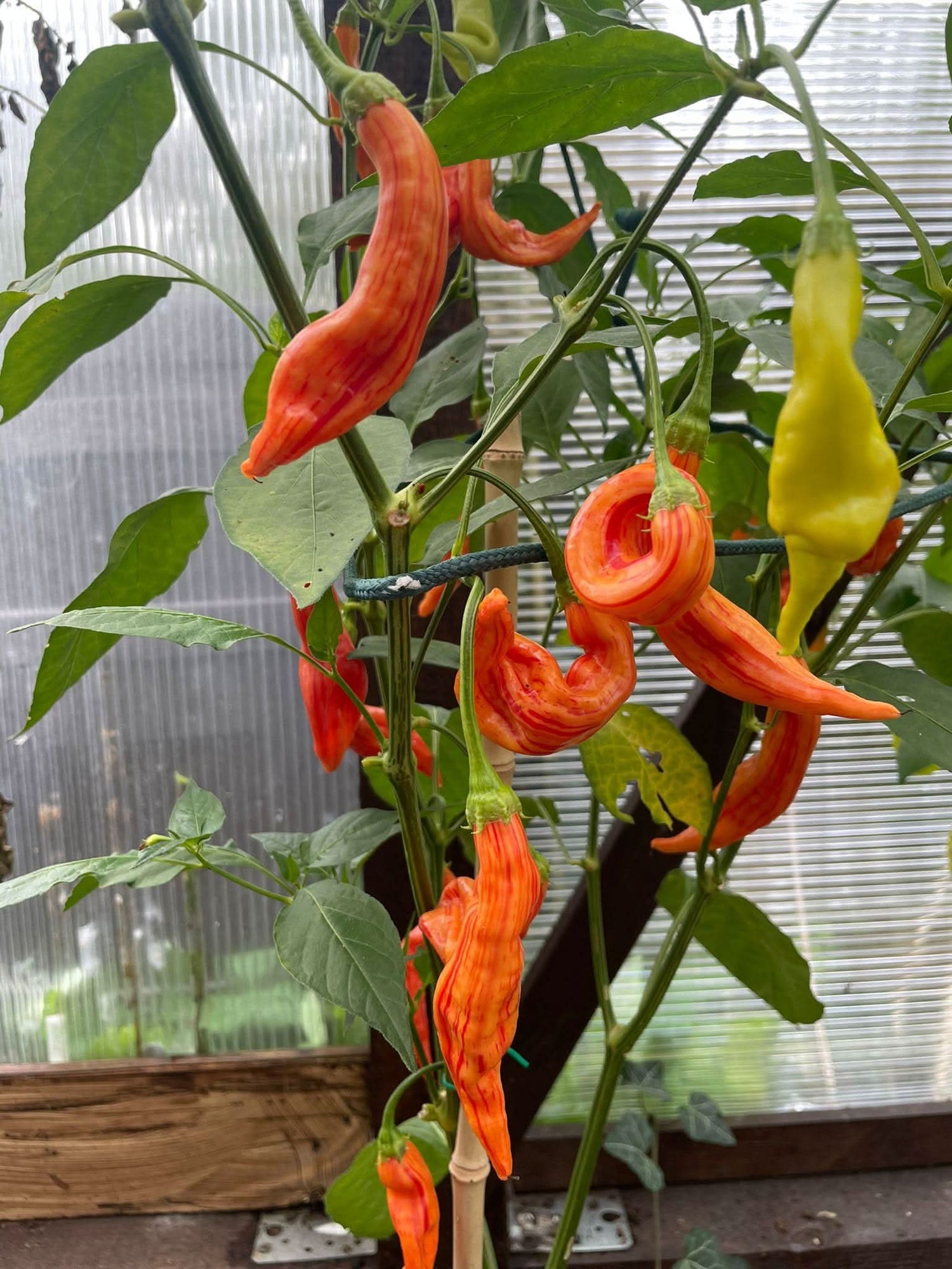 Sugar Rush Red Pepper Capsicum Baccatum Vegetable Seeds for Planting in Home Garden and Balcony Pots