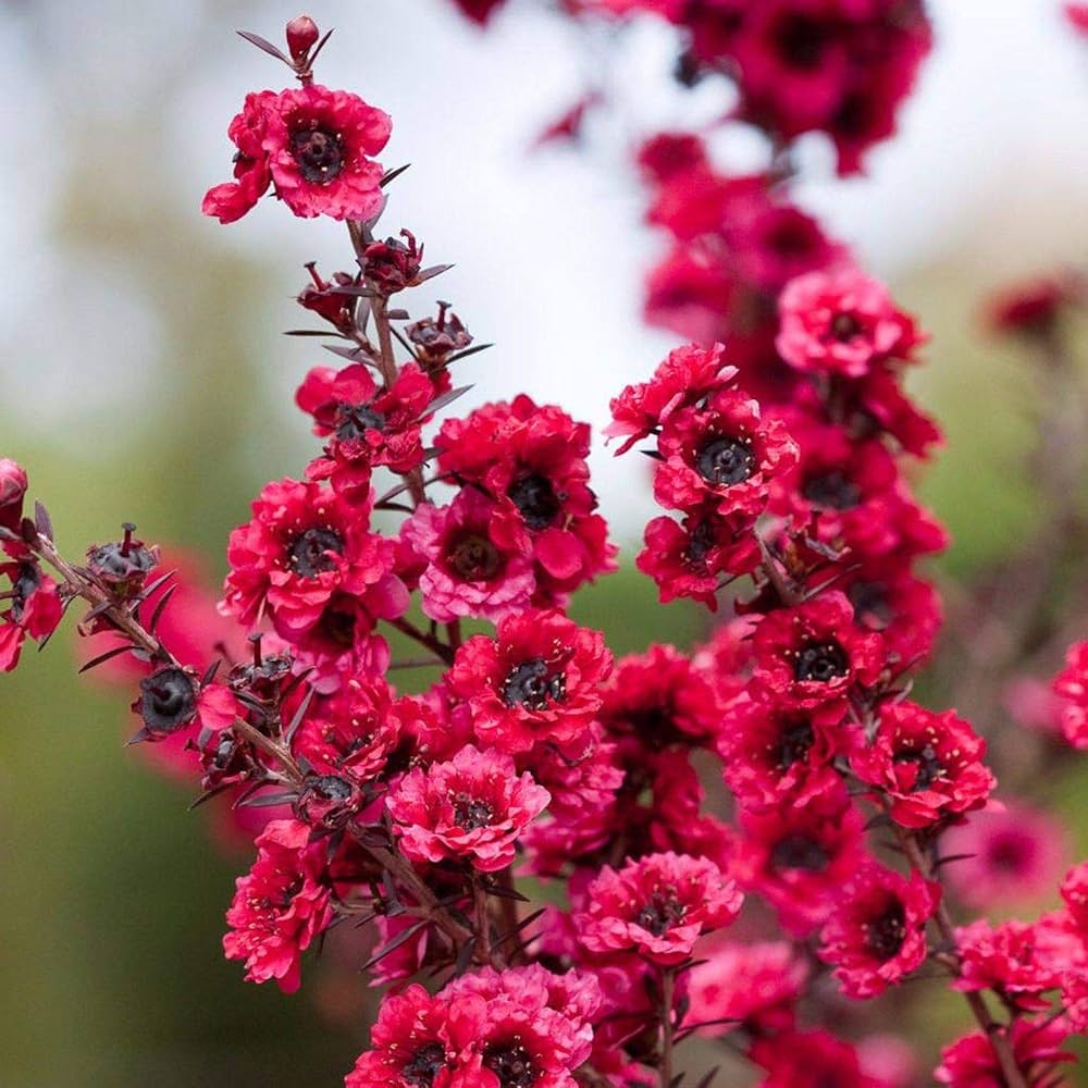 Pink Manuka Honey Teatree Leptospermum Scoparium Flower Seeds for Planting - 100 seeds for planting in home garden