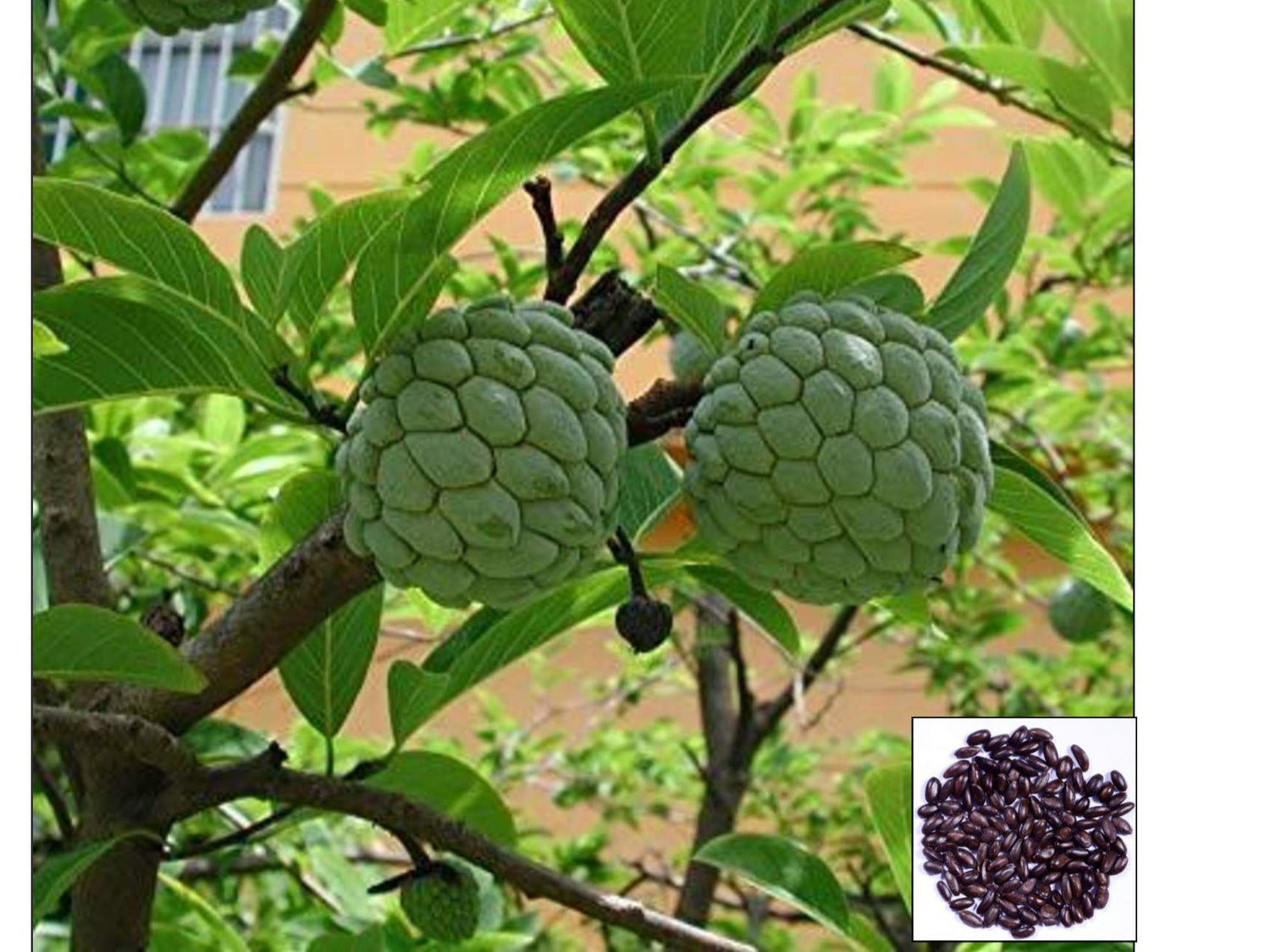 Custard Apple Seeds