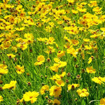 Coreopsis Rosea – Coreopsis rosea – for planting in home garden