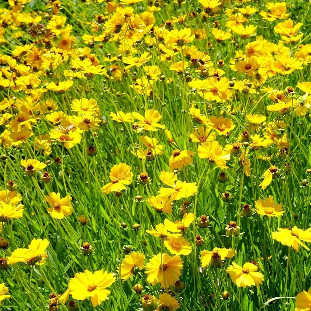 Coreopsis Rosea – Coreopsis rosea – for planting in home garden
