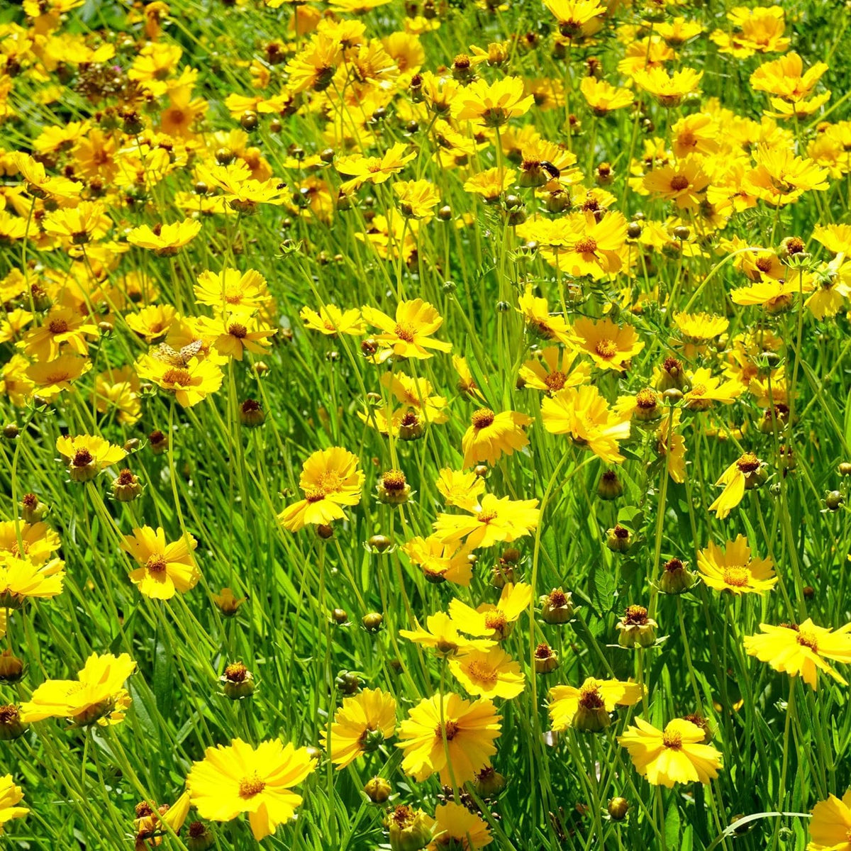 Coreopsis Coreopsis Palmata Prairie Wildflower Seeds for Planting