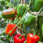Big Bertha Pepper (Capsicum annuum) seeds for planting in vegetable patch