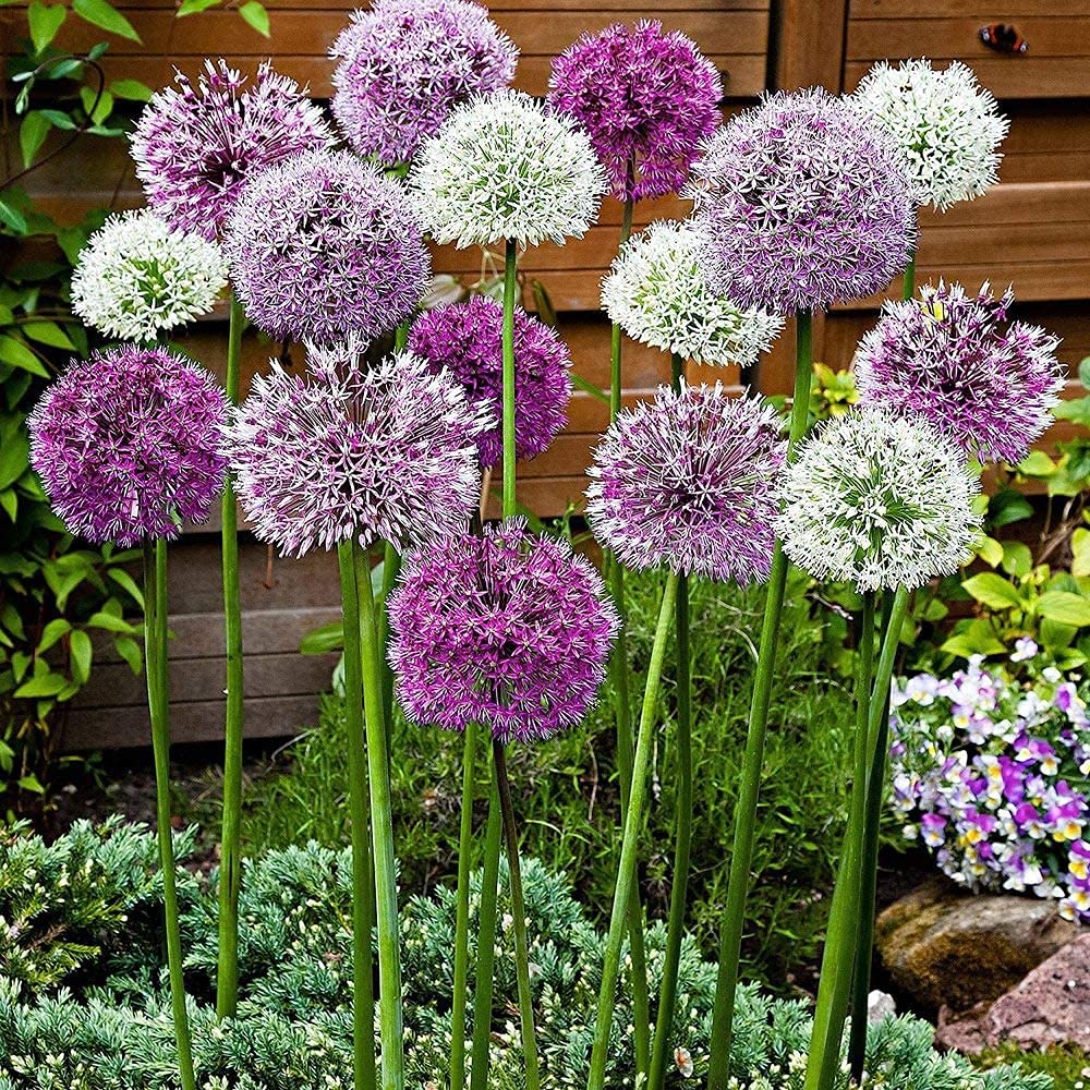 Allium Bulbs - Giant Mix