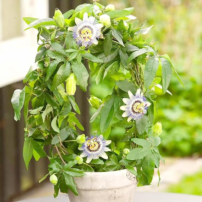 Passiflora Passiflora spp Mixed Flower Seeds for Planting in Flower Bed