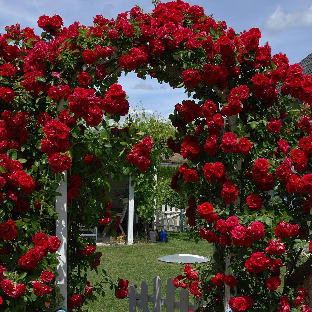Rare Rose Mix Seeds Rosa spp. for Planting in Bonsai Pots or Garden Beds