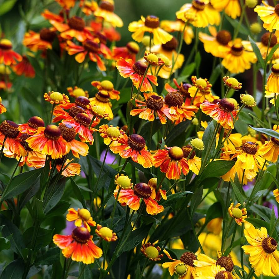 Herbstsonnenbraut "Helenium Autumnale" - Seeds for Autumn Blooms in Your Garden