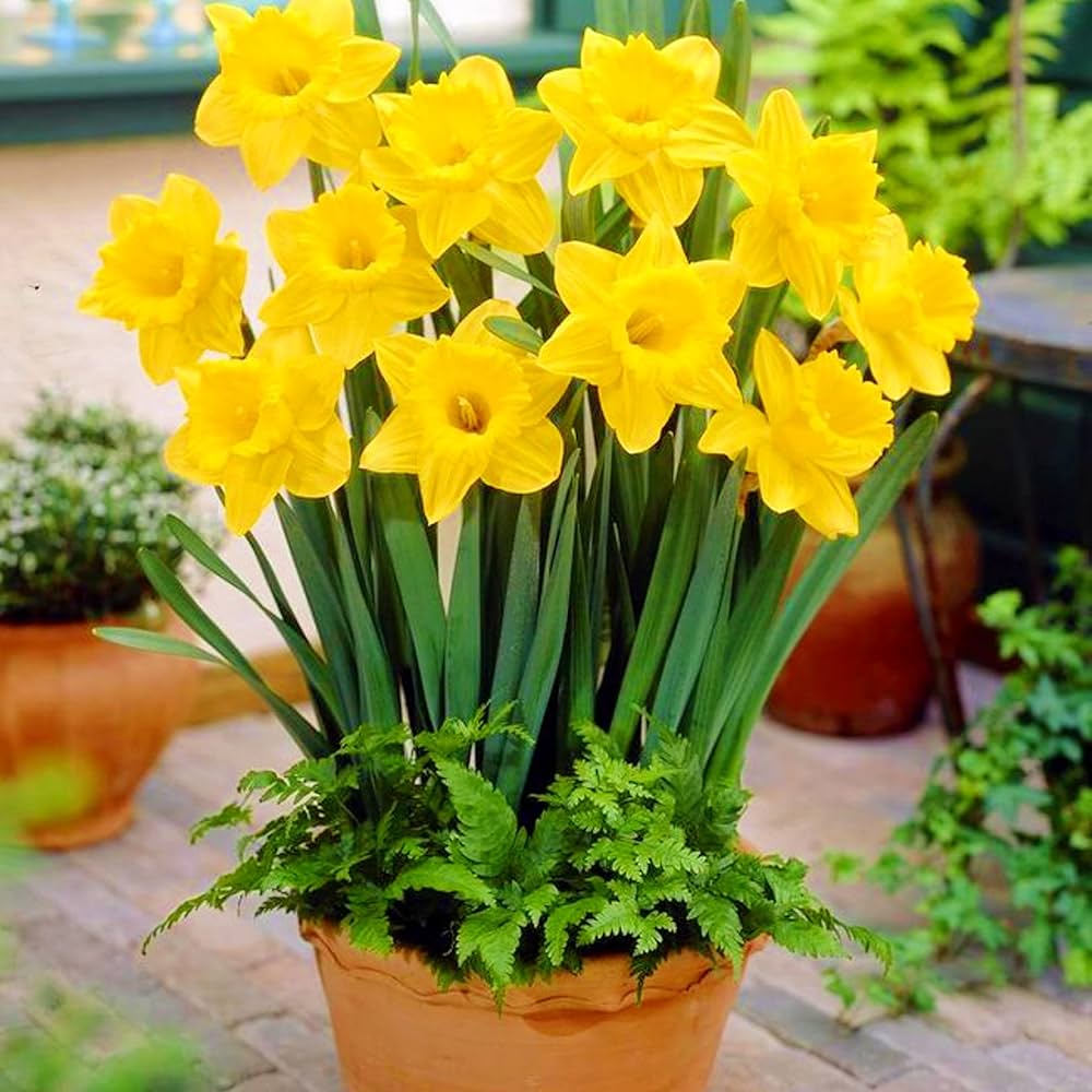 Jumbo Daffodil Bulbs (Trumpet) - Dutch Master