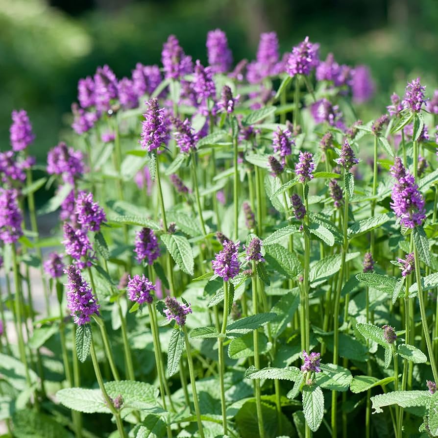 Stachys Officinalis (Betony) Flower Seeds - + Pieces for Medicinal and Ornamental Garden Use