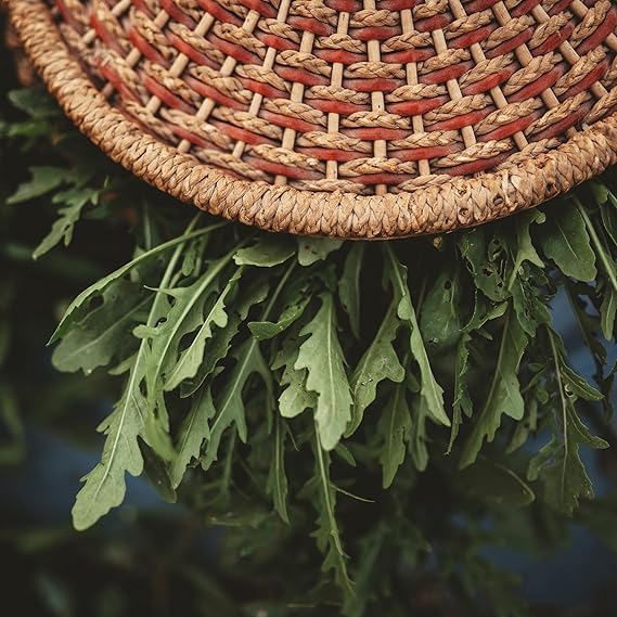 Arugula Eruca vesicaria Roquette lettuce vegetable seeds for planting in kitchen garden containers