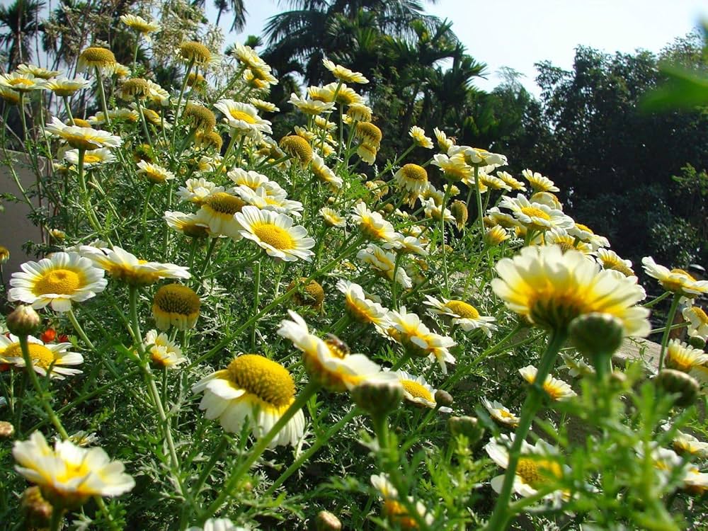 Chrysanthemum Chrysanthemum spp Seeds for Planting in Flower Bed and Garden