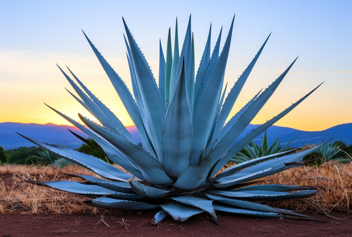 Mixed Agave Plant Seeds for Planting