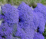 Aubrieta Plant Seeds Blue for Planting – Heirloom, Non-GMO, Organic for planting in your garden.